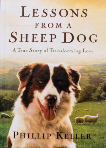 Lessons From a Sheep Dog